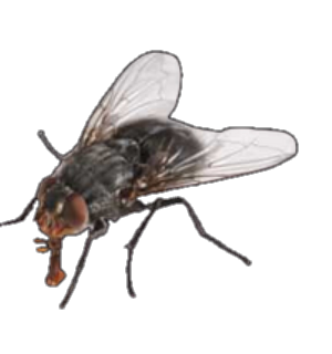 Moscas e mosquitos