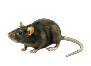 Ratos e ratazanas
